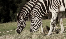 动物视频,捕捉自然之美瞬间