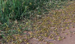 寸草不留,荒芜之地的重生与希望